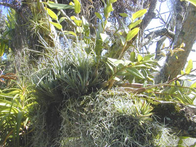 Epiphytes.jpg