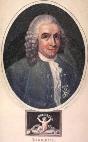 Linnaeus.jpg